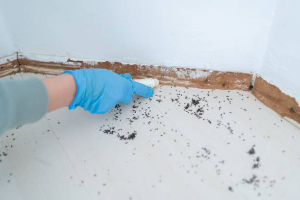Best Termite Control Services  in Tatum, TX